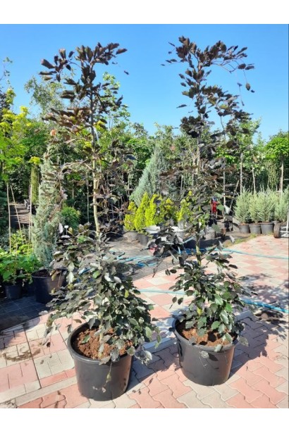 Бук лесной Пурпуреа Пендула - 45л/вис.200-220см/Ø40-60см/обхват 6-8см